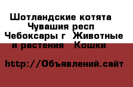 Шотландские котята - Чувашия респ., Чебоксары г. Животные и растения » Кошки   